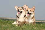 CORGI PEMBROKE 1239